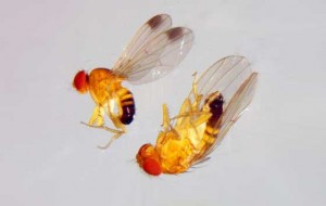 La mosca asiàtica